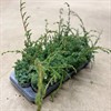 JUNIPERUS 9 CM BLUE ALPS 1X18